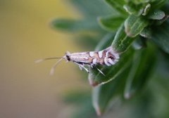 Phyllonorycter quinqueguttella