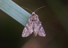 Lyst sandengfly (Apamea anceps)