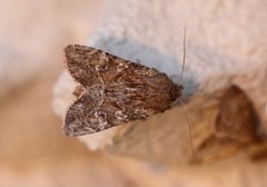 Lyst sandengfly (Apamea anceps)