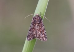 Slåttengfly (Apamea remissa)