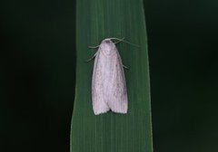 Smalvingefly (Chilodes maritima)