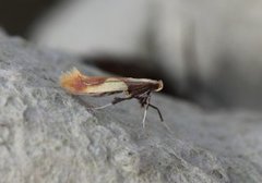 Caloptilia alchimiella