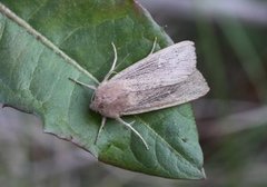 Punktgressfly (Leucania obsoleta)