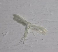 Sølvfjærmøll (Pterophorus pentadactyla)