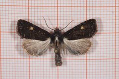 Espers grasengfly (Mesapamea didyma)