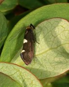 Incurvaria masculella