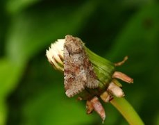 Åkerengfly (Apamea sordens)