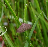 Marimjelleengmott (Anania fuscalis)