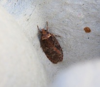 Agonopterix conterminella