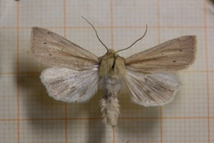 Rørgressfly (Mythimna straminea)