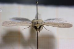 Rørgressfly (Mythimna straminea)