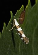 Argyresthia brockeella