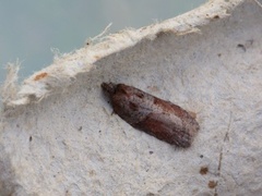 Seljeflatvikler (Acleris hastiana)