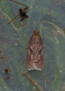 Kystflatvikler (Acleris hyemana)