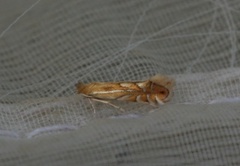 Phyllonorycter quercifoliella