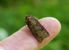 Gråpudret jordfly (Agrotis segetum)