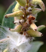 Rødflekket kveldvikler (Epinotia cruciana)