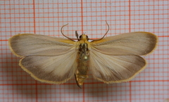 Barlavspinner (Eilema depressa)