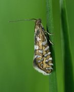 Glyphipterix bergstraesserella