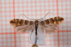 Phyllonorycter froelichiella