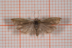 Viersigdvikler (Ancylis subarcuana)