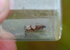 Bjørkesigdvikler (Ancylis uncella)