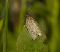 Rustbladvikler (Clepsis senecionana)