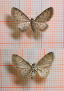 Grumset dvergmåler (Eupithecia subfuscata)