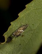 Glyphipterix forsterella