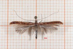 Caloptilia betulicola