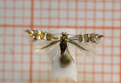 Phyllonorycter ulmifoliella