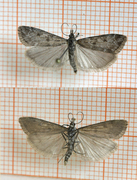 Myrmosemott (Eudonia alpina)