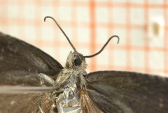 Plommefrøvikler (Grapholita funebrana)