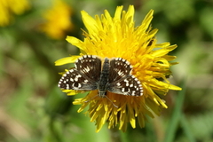 Bakkesmyger (Pyrgus malvae)