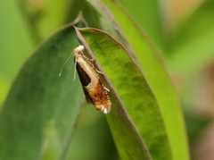 Vikkesigdvikler (Ancylis badiana)