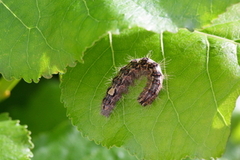 Ospekveldfly (Acronicta megacephala)