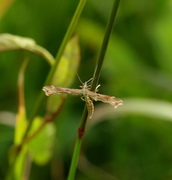 Ryllikfjærmøll (Gillmeria pallidactyla)