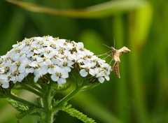 Ryllikfjærmøll (Gillmeria pallidactyla)