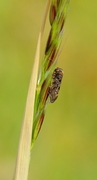 Strandsolvikler (Pammene gallicana)