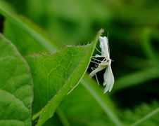 Sølvfjærmøll (Pterophorus pentadactyla)