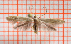 Coleophora flavipennella