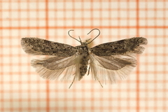 Carpatolechia notatella