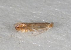 Phyllonorycter quercifoliella