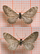 Okerdvergmåler (Eupithecia ochridata)