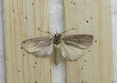 Grått viklerfly (Nycteola asiatica)