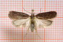 Depressaria sordidatella