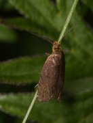 Grå rotvikler (Dichrorampha plumbana)