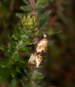 Lyngheipraktvikler (Eupoecilia angustana)