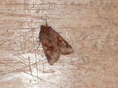 Buemerket seljefly (Orthosia gothica)