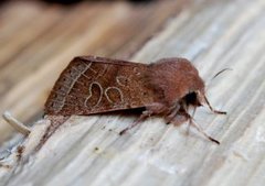 Tverrlinjet seljefly (Orthosia cerasi)